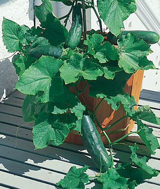 Bush Cucumber