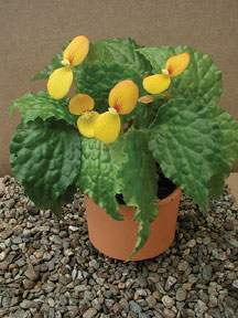 Begonia 'Buttercup'