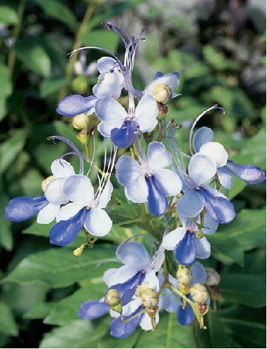 Butterfly flower (Clerodendrum ugandense)