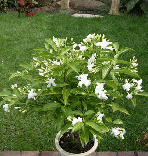 Butterfly gardenia