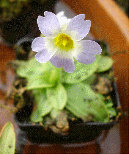 Butterwort
