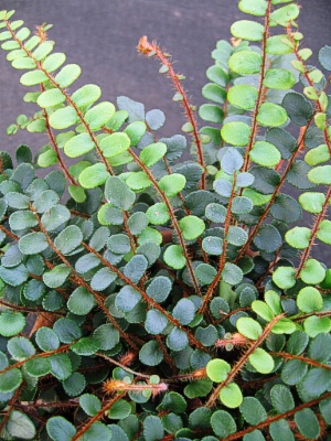 Button Fern