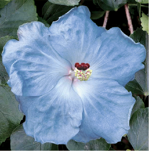 Hibiscus 'Cajun Blue'