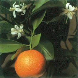 Calamondin orange fruit