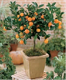 Calamondin Orange
