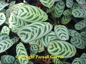 Calathea 'Burle Marx'