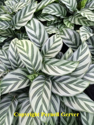 Calathea concinna, also callled Concinna prayer plant