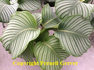 Calathea orbifolia