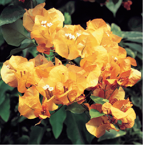 Bougainvillea 'California Gold'