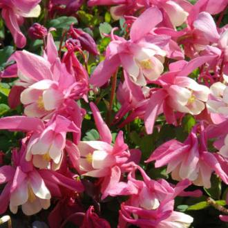Columbine Cameo Rose-White