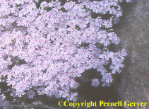 Moss phlox 'Candy Stripe'