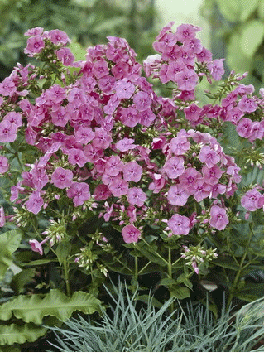 Tall garden phlox 'Candy Floss'