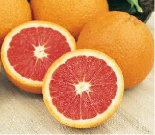 Cara Cara Navel Orange