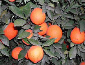 Cara Cara Navel Orange
