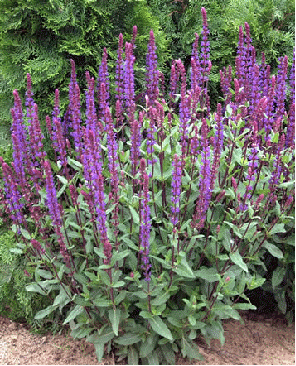 Salvia nemorosa 'Caradonna'