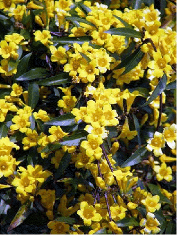 Carolina jasmine