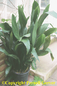 Cast Iron Plant
