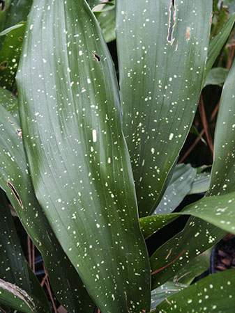 Cast Iron Plant 'Milky Way'