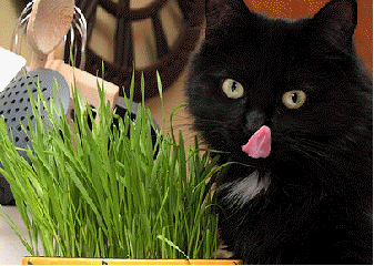 Cat Grass