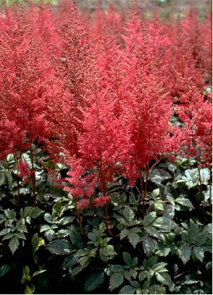 Astilbe 'Catherine Deneuve'