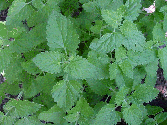 Catnip