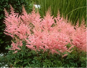 Astilbe 'Cattleya'