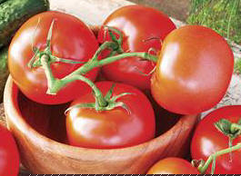 Tomato 'Celebrity'
