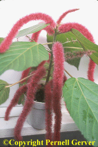 Chenille plant