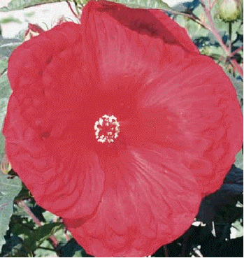 Hibiscus 'Cherry Punch'
