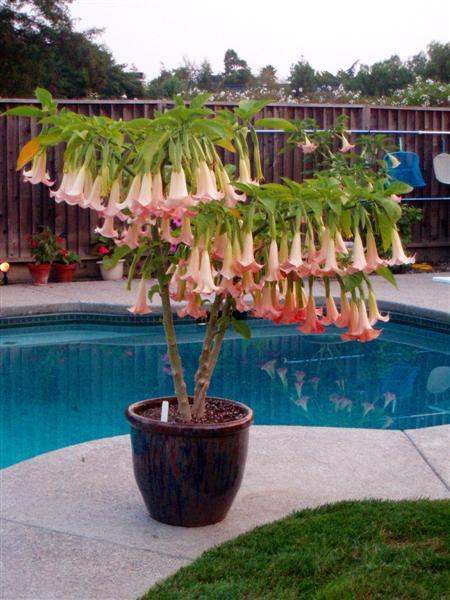 Angel's Trumpet 'Cherub'