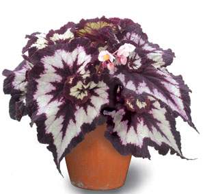 Begonia 'China Curl'