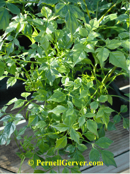 China doll, Radermachia sinica