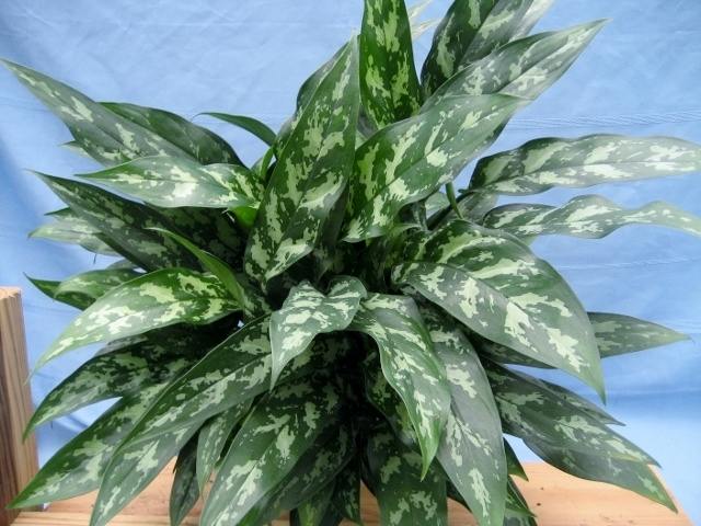 Chinese evergreen Maria