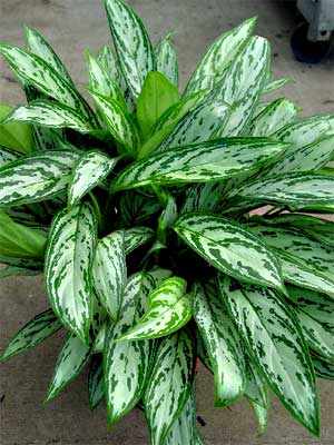 Chinese evergreen silver queen