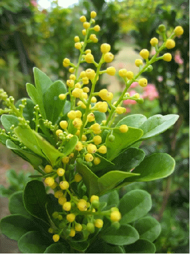 Chinese Perfume Plant