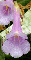 Chirita 'Chastity'