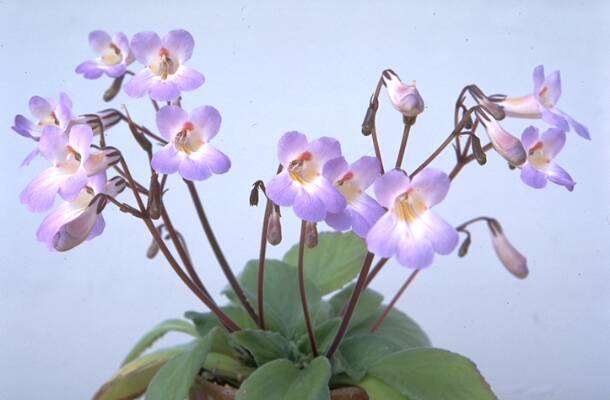 Chirita 'Keiko'