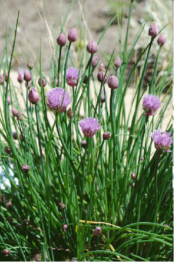 Chives