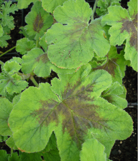 Chocolate Mint Scented Geranium