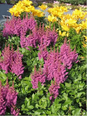 Astilbe 'Christian'