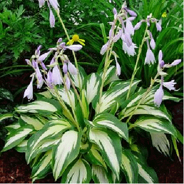 Hosta 'Christmas Candy'