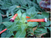 Cigar Plant (Cuphea ignea)