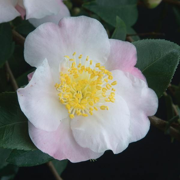 Camellia 'Cinnamon Scentsation'