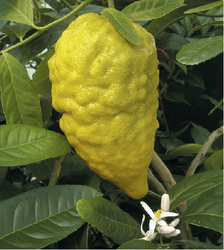 Citron