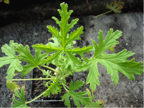 Citronella Mosquito Scented Geranium, Pelargonium 'Citronella' - repels mosquitoes!