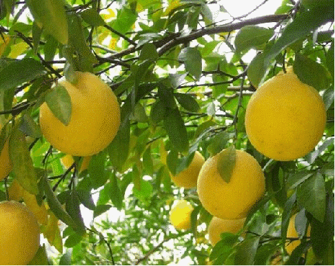 Citrumelo
