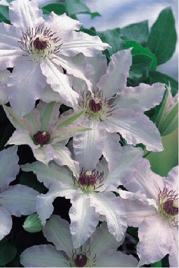 Clematis 'Clair de Lune'