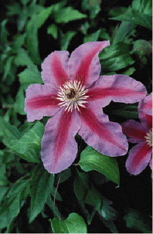 Clematis 'Fireworks'