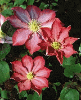 Clematis 'Pink Champagne'