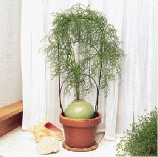 Climbing onion